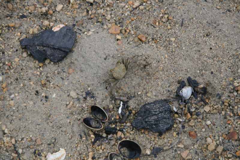 Nieuw-Zeeland 2011 - 1050